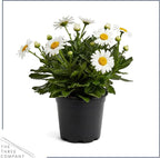 Shasta Daisy - Live Flowering Perennial (2 Per Pack), Blooms Spring and Summer, 10" Tall by 4" Wide in 1.6 Pt Pot