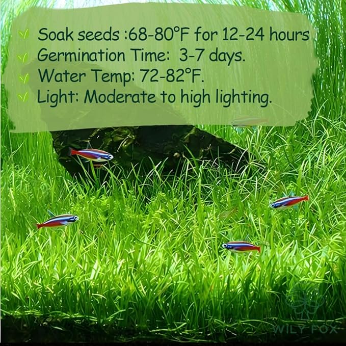 Premium Aquarium Plant Seeds for Planting – 8,000+ Live Mixed Seeds, 4 Varieties – Easy-to-Grow Aquatic Greenery for Lush, Vibrant Fish Tanks