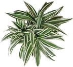 Dracaena 'Warneckii White Jewel' (4 inch) - Air-Purifying Houseplants - 4/6 inch Unique Live Decorative Houseplants - Low-Maintenance Indoor Plants, House Warming Gift, Natural Air Purifier