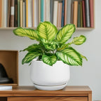 G EPGardening Ceramic Pots for Plants - 6 Inch Planter for Indoor Plants, Flower Pots with Drainage and Ceramic Tray, Modern Office Decor, Gifts for Plant Lovers, White