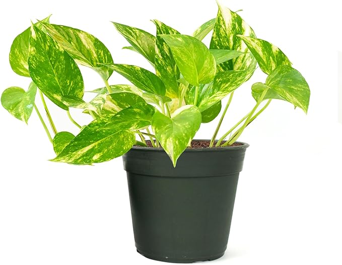 American Plant Exchange Golden Pothos 4-Inch Pot – Easy-Care Trailing Houseplant, Air-Purifying Vine for Home & Office, Low-Maintenance Indoor Plant for Hanging Baskets & Shelves