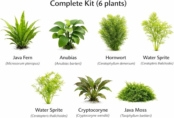 Live Aquarium Plants Bundle - Assorted Freshwater Plants - Low | Medium | High Light