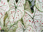 Fancy Leaf Caladium - Cranberry Star - Large Size Bulb - Hardy Zones 9-11