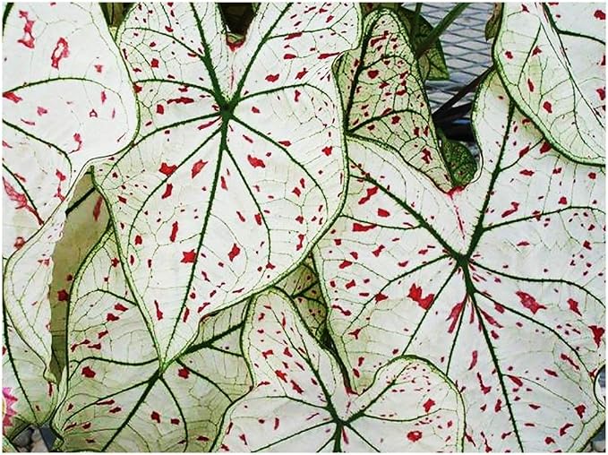 Fancy Leaf Caladium - Cranberry Star - Large Size Bulb - Hardy Zones 9-11