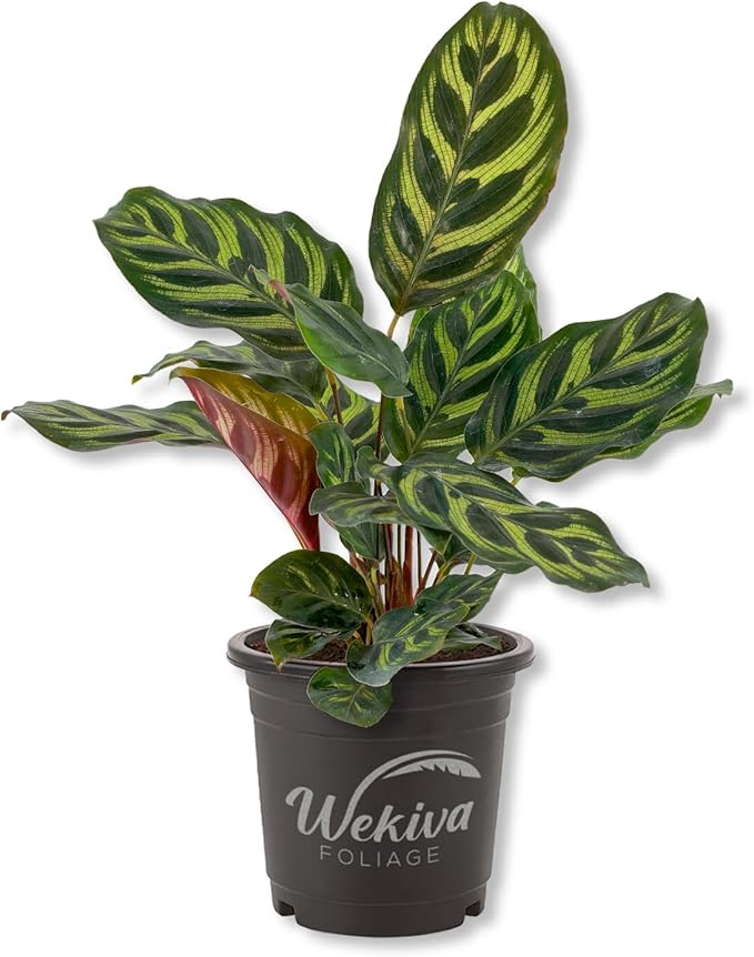 Calathea Makoyana Peacock Plant - Live Plant in a 4 Inch Pot - Exotic Low Light Tropical Houseplant with Patterned Green and Purple Leaves – Pet Safe, Air Purifying Foliage for Home or Office