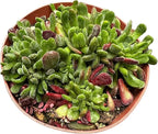Live Cactus and Succulent Plants (4" Pot Crassula Pubescens)