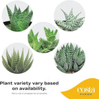 Costa Farms Haworthia Succulents Fully Rooted Live Indoor Plant 6-Inches Tall, in Grower Pot, 3-Pack