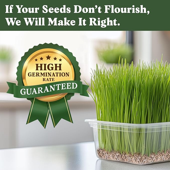 Seedboy Organic Wheatgrass Seeds - Hard Red Spring, Non-GMO, USA Grown Microgreens & Sprouting Seeds - 8 oz Bag Yields 5 Quarts (Hard Red Spring Wheatgrass)