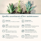 Shop Succulents Collectors Succulent Plant Pack Collection - Live Mini Succulent Plants, Low Maintenance, Colors & Textures - Wedding and Party Favors, Gift & Garden, Pack of 6