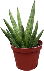Sansevieria Hedgehog Live Snake Plant in 4" Pot – Compact Spiky Foliage, Easy Care, Low Light, Low Maintenance Indoor Houseplant