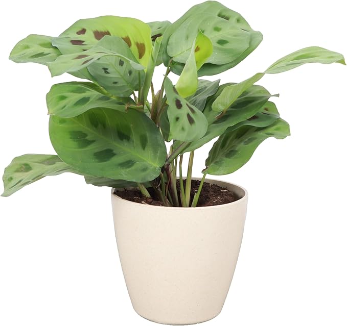 Thorsen's Greenhouse Green Prayer Plant, Live Indoor Plant, Pet Friendly, Uncommon Houseplant, Green Maranta, Easy to Grow, 4" Diameter Pot (Natural)