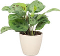 Thorsen's Greenhouse Green Prayer Plant, Live Indoor Plant, Pet Friendly, Uncommon Houseplant, Green Maranta, Easy to Grow, 4" Diameter Pot (Natural)