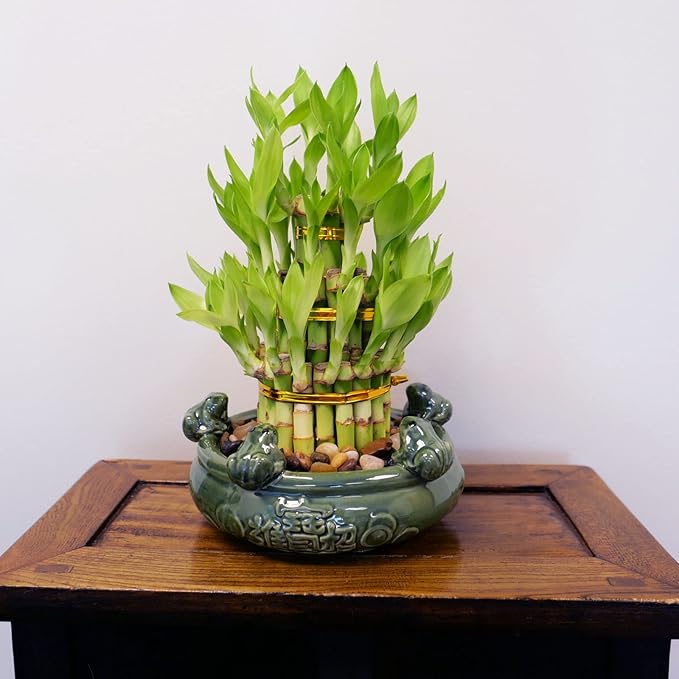 Athena’s Garden Lucky Bamboo Indoor Live Plant 3 Tier Tower Fresh Plant in Ceramic Planter (Frog)