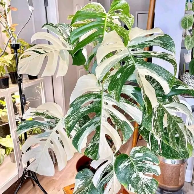 Rare Monstera Plant, Variegated Monstera Live Plant, Live Monstera Plant 3 Inches Height Bareroot for Indoor Planting