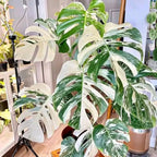 Rare Monstera Plant, Variegated Monstera Live Plant, Live Monstera Plant 3 Inches Height Bareroot for Indoor Planting