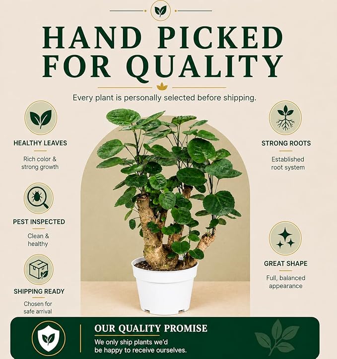 Ming Aralia Fabian Stump Bonsai Tree Live Plant - Plants Live Houseplants - Aralia Ming Fabian Stump Plant Gift, Elegant Bonsai for Indoor Spaces, Live Bonsai Plant Decor