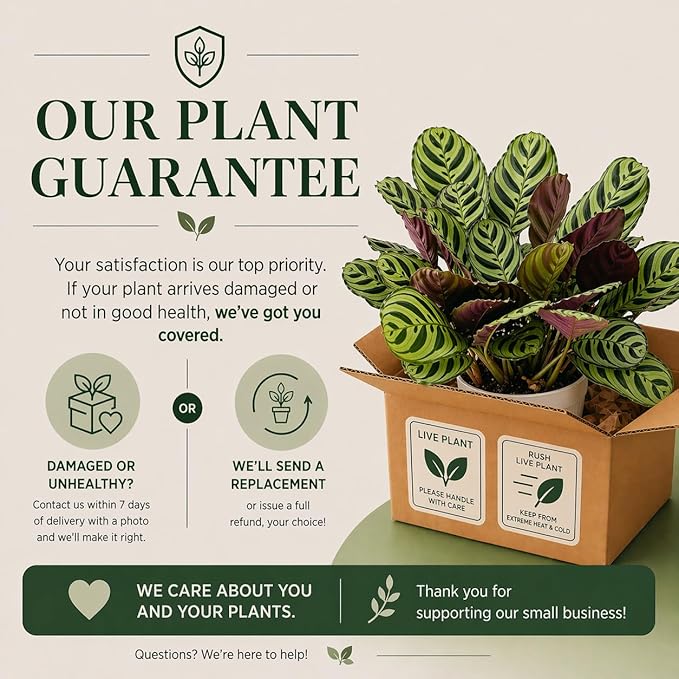 Calathea Burle Marx Live Plant - Air Purifier Indoor Plant for Home & Room Decor - Elegant Calathea House Plant - Vibrant Plants Live Houseplants - Perfect Live Plant for Plant Decor