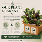 Calathea Burle Marx Live Plant - Air Purifier Indoor Plant for Home & Room Decor - Elegant Calathea House Plant - Vibrant Plants Live Houseplants - Perfect Live Plant for Plant Decor