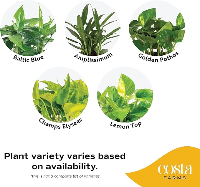 Costa Farms Pothos Live Plants (6-Pack), Devil's Ivy Assorted Varieties in Decorative Plant Pots, Easy Care Air Purifying Indoor Houseplants, Home or Office Decor, Housewarming Gift Set
