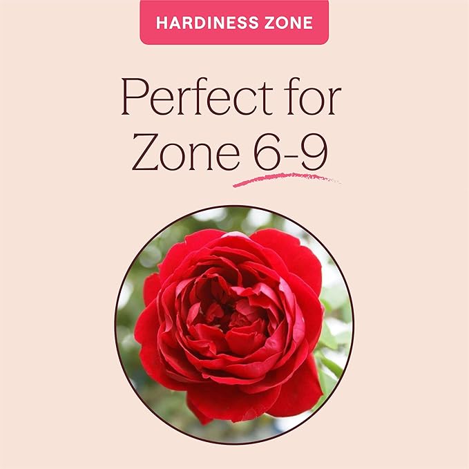 Heirloom Climbing Roses, Live Own Root Plant for Outdoor Garden, Cherry Garland™, Moderately Fragrant, Hardiness Zones 6-9, Continual Blooming