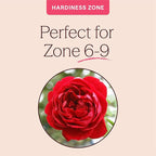 Heirloom Climbing Roses, Live Own Root Plant for Outdoor Garden, Cherry Garland™, Moderately Fragrant, Hardiness Zones 6-9, Continual Blooming