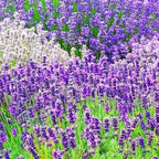 4 Lavender Plants Live Starter Plants 4-6" in Tall, Hardy Perennial Lavender for Garden and Landscape with Fragrant Purple Blooms, No Pot (Random)