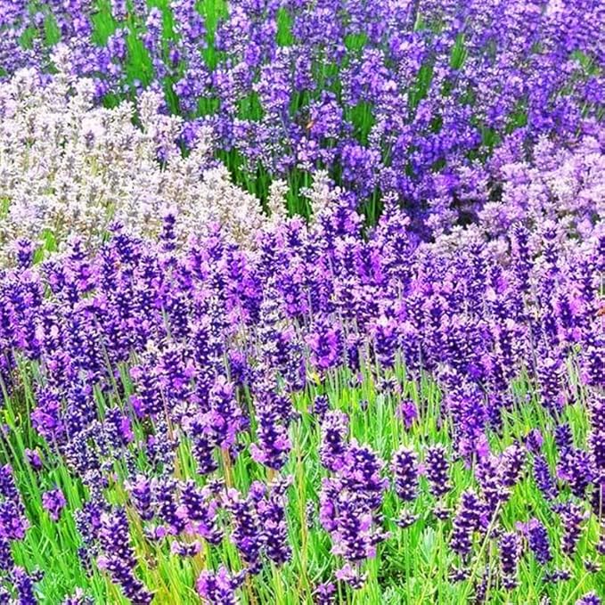 4 Lavender Plants Live Starter Plants 4-6" in Tall, Hardy Perennial Lavender for Garden and Landscape with Fragrant Purple Blooms, No Pot (Random)