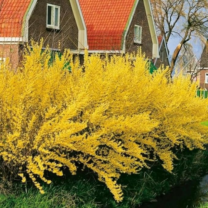 2 Lynwood Gold Forsythia Shrubs - 10-18" Tall Live Plants - Golden Bell Yellow Lynnwood Bushes/Trees - Forsythia x Intermedia 'Lynwood' - (2 Pack)