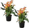 Live Flowering Calla Lily (2 Plants Per Pack) - Orange, 3+ Blooms - Beautiful Spring Perennial - 12" Tall by 5" Wide in 1 Qt Pot