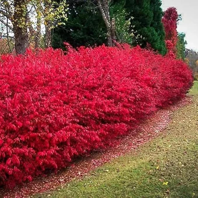 Dwarf Burning Bush Plant Live, 12-18" Tall, in Gallon Pot, Hardy Burning Bush Shrub for Outdoor Landscaping, No Ship to NY, NH, MA, VT