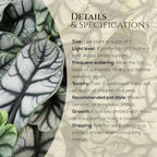 Alocasia Silver Dragon (4 Pack) Live Plant,Rare Indoor Alocasia,Silver Foliage Elephant Ear Plant,Tropical Houseplant Live, Starter Size Alocasia Plant,Houseplant for Home Decor and Indoor Growing