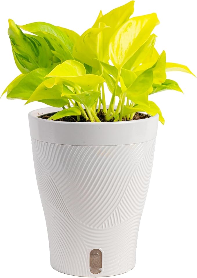 Costa Farms Champs Élysées Pothos Live Plant in Self Watering Pot, Indoor Houseplant, Trailing Vining, Perfect for Home, Room, or Office Decor, Great House Warming or Birthday Gift, 12-14 Inches Tall