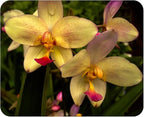 Phillipine Terrestrial Ground Orchid - Spathoglottis parsonii - Live Plant - Yellow Lavender Flower - Emerald Godess Gardens - Starter Sz 4 Inch Pot