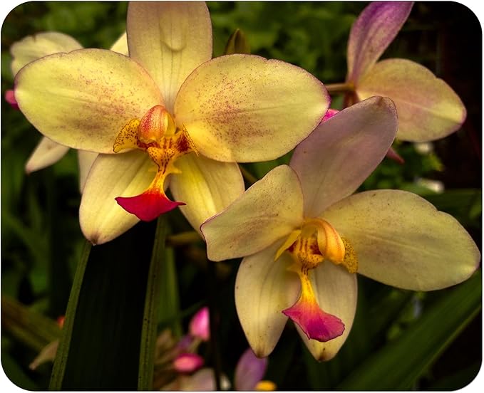Phillipine Terrestrial Ground Orchid - Spathoglottis parsonii - Live Plant - Yellow Lavender Flower - Emerald Godess Gardens - Starter Sz 4 Inch Pot