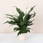 Thorsen's Greenhouse Live Peace Lily Plant, Spathyphylum, Low Light, Natural Air Purifier Live Indoor Plant, 4" Diameter Pot (Natural, 4-inch Pot)