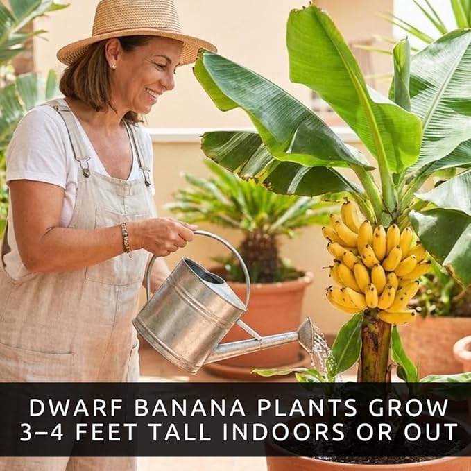 Dwarf Banana Seeds for Planting – Great for Bonsai - Non-GMO Banana Tree Seeds – Tropical Fruit Seeds for Indoor & Outdoor Growing – Grow Your Own Banana Plant (60 Seeds)
