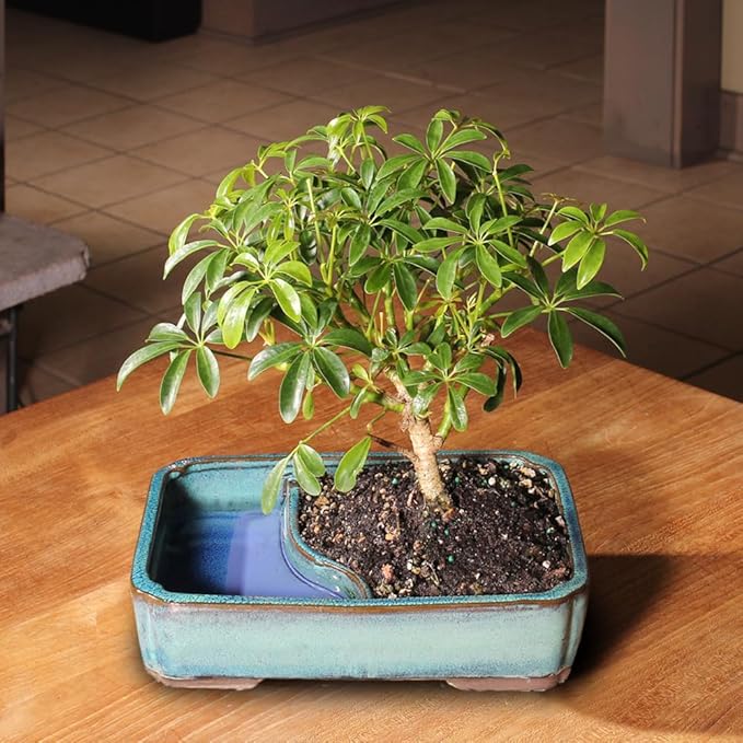 Brussel's Bonsai Live Hawaiian Umbrella Bonsai Tree - Medium, 5 Year, 6 to 10 Inches Tall - Indoor Bonsai Tree with Water Bonsai Pot