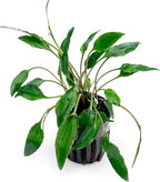 SubstrateSource Cryptocoryne Live Aquarium Plants - Freshwater Plant for Aquariums, Planted Fish Tanks - Beginner Friendly (Undulata, 1 Pot (3-5 Plants))