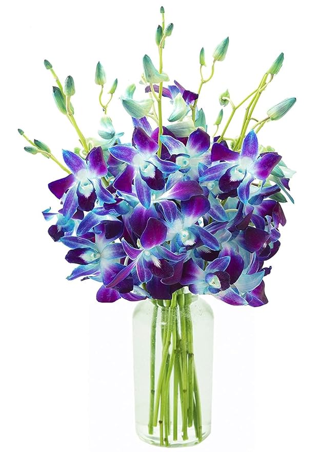 KaBloom - 10 Blue Orchid with vase - Fresh Flowers for Birthday, Valentine's & Mother's Day