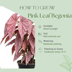 Trailing Begonia Plant Live, Rare Begonias Live Plant, 4-8 Inc Starter Indoor Outdoor Houseplant (Pink Leaf with White Spots Begonia)