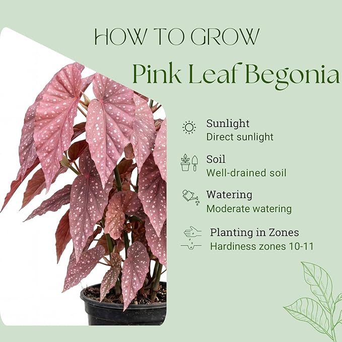 Trailing Begonia Plant Live, Rare Begonias Live Plant, 4-8 Inc Starter Indoor Outdoor Houseplant (Pink Leaf with White Spots Begonia)