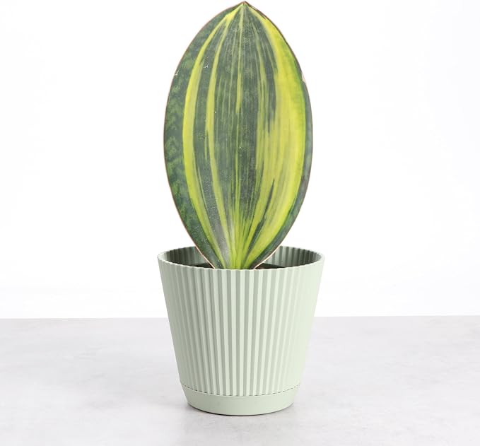 Thorsen's Greenhouse Live Variegated Whale Fin Snake Plant, Low Light, Collector Houseplant, 4-inch Diameter Mature Plant (Sage)