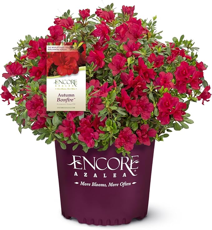 1 Gal Encore Azalea Autumn Bonfire