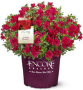 1 Gal Encore Azalea Autumn Bonfire