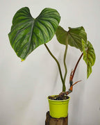 Plowmanii Philodendron - Live Plant in a 2 Inch Pot - Rare and Elegant Indoor Houseplant
