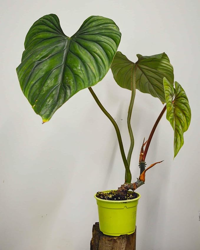 Plowmanii Philodendron - Live Plant in a 2 Inch Pot - Rare and Elegant Indoor Houseplant