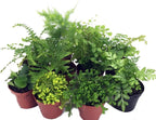 Mini Ferns for Terrariums/Fairy Garden - 10 Plants - 2" Pots