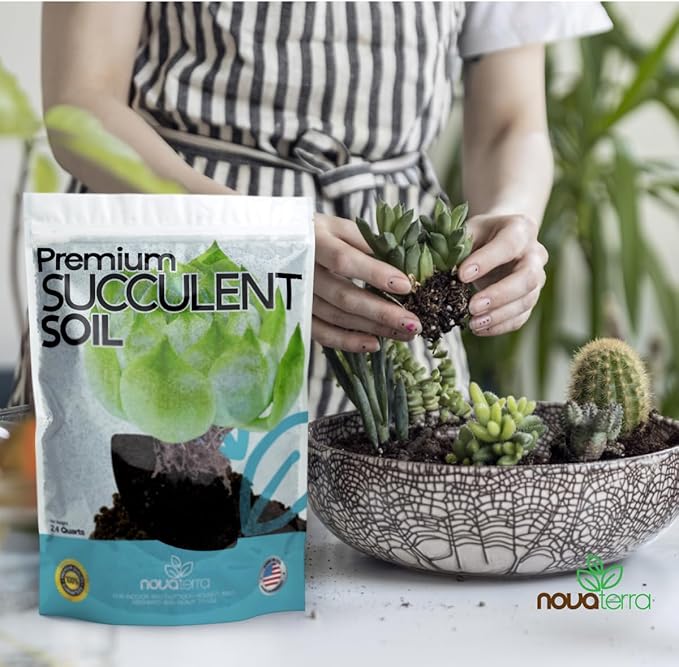 Succulent Soil Potting Mix Succulents Plants Live Succulent pots Potting Soil for Succulents Indoor suculentas Potting