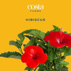Costa Farms Live Premium Hibiscus Outdoor Plant in 1 QT Grower Pot, 13-Inches Tall, Red Flowers