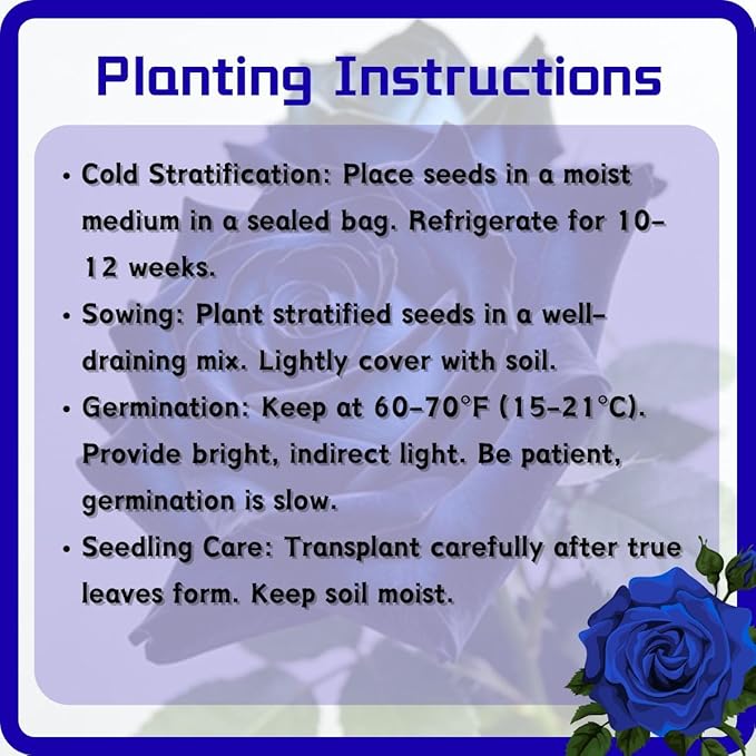 Rare Roses Seeds, 500Pcs, Sunset Colored Blooming Plants for Garden Flower Beds, Borders & Cut Flowers, Prolific Outdoor Rose Seeds Thriving in Full Sun & Well-Draining Soil (Blue)